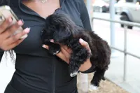 Marko, a male Shih Tzu for sale in Atlanta, GA – Photo 6 of 7