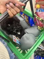 Marko, a male Shih Tzu for sale in Atlanta, GA – Photo 5 of 7