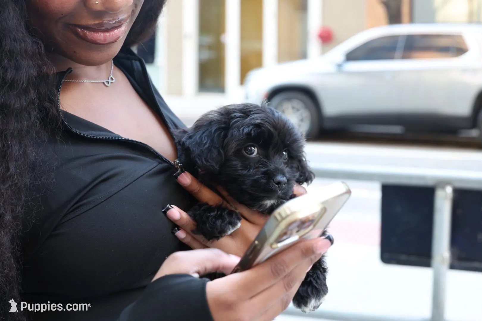 Marko, a male Shih Tzu for sale in Atlanta, GA – Photo 7 of 7