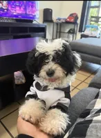 Teddy, a male Shih Tzu for sale in Fellsmere, FL – Photo 1 of 3