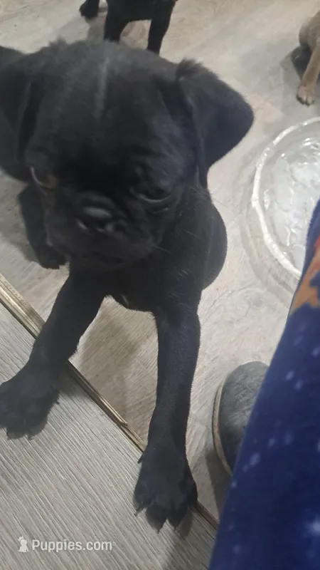 Bobby – Pug puppy for sale in Barry, TX