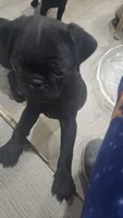 Bobby, a male Pug for sale in Barry, TX – 1 of 1