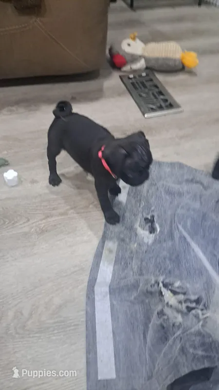 Mila – Pug puppy for sale in Barry, TX