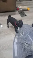 Mila, a female Pug for sale in Barry, TX – 1 of 1