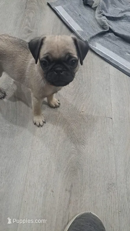 Jr – Pug puppy for sale in Barry, TX