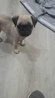 Jr, a male Pug for sale in Barry, TX – 1 of 1