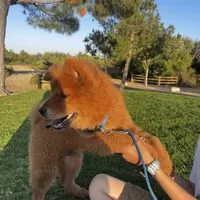 Chow Chow , a male Chow Chow for sale in Eastvale, CA – 7 of 8