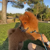 Chow Chow , a male Chow Chow for sale in Eastvale, CA – 2 of 8
