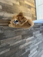 Chow Chow , a male Chow Chow for sale in Eastvale, CA – 6 of 8