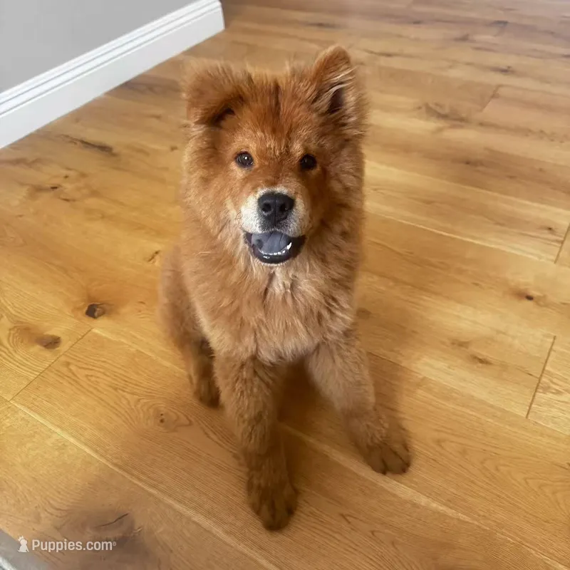 Chow Chow  – Chow Chow puppy for sale in Eastvale, CA