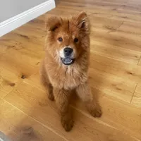 Chow Chow , a male Chow Chow for sale in Eastvale, CA – 1 of 8