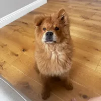 Chow Chow , a male Chow Chow for sale in Eastvale, CA – 8 of 8