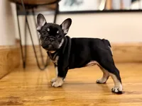 Sugar-sold, a female French Bulldog for sale in Upper Sandusky, OH – 6 of 7