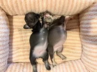 Boston , a male French Bulldog for sale in Upper Sandusky, OH – 3 of 3