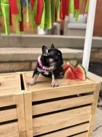 Sugar, a female French Bulldog for sale in Upper Sandusky, OH – 3 of 7