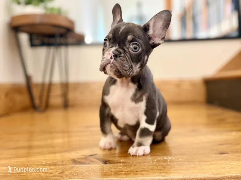 Boston  – French Bulldog puppy for sale in Upper Sandusky, OH