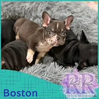 Boston , a male French Bulldog for sale in Upper Sandusky, OH – 1 of 3
