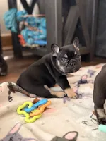 Sugar, a female French Bulldog for sale in Upper Sandusky, OH – 2 of 7