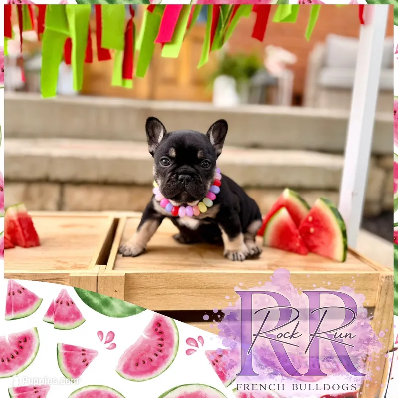 Sugar – French Bulldog puppy for sale in Upper Sandusky, OH