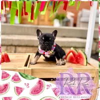 Sugar, a female French Bulldog for sale in Upper Sandusky, OH – 1 of 7