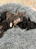 Boston , a male French Bulldog for sale in Upper Sandusky, OH – 2 of 3