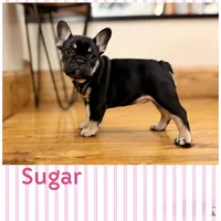 Sugar-sold, a female French Bulldog for sale in Upper Sandusky, OH – 7 of 7