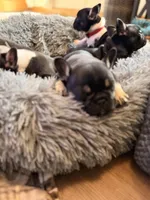 Sugar, a female French Bulldog for sale in Upper Sandusky, OH – 4 of 7