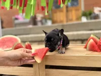 Sugar, a female French Bulldog for sale in Upper Sandusky, OH – 5 of 7