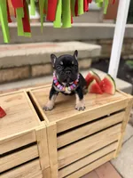 Sugar, a female French Bulldog for sale in Upper Sandusky, OH – 6 of 7