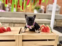 Sugar, a female French Bulldog for sale in Upper Sandusky, OH – 7 of 7