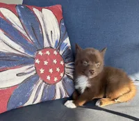 Coco, a female Pomsky for sale in Rustburg, VA – 1 of 8