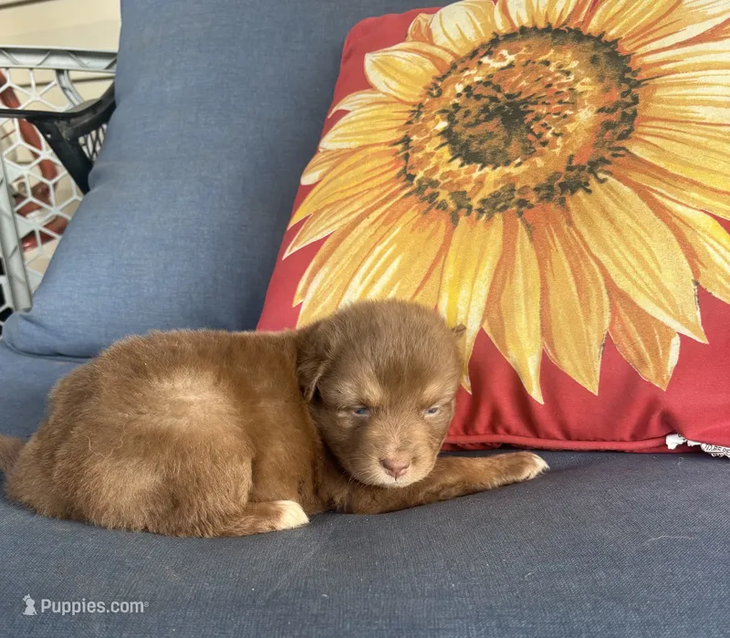 Matilda – Australian Shepherd puppy for sale in Rustburg, VA
