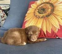 Matilda, a female Australian Shepherd for sale in Rustburg, VA – 1 of 3