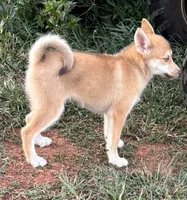 Sidney, a female Pomsky for sale in Rustburg, VA – 3 of 6
