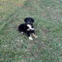 Simon, a male Australian Shepherd for sale in Rustburg, VA – Photo 3 of 4