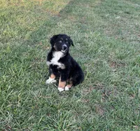 Simon, a male Australian Shepherd for sale in Rustburg, VA – Photo 4 of 4