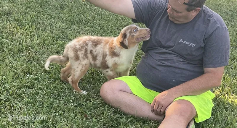 Levi, a male Australian Shepherd for sale in Rustburg, VA – Photo 1 of 6