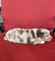 Levi, a male Australian Shepherd for sale in Rustburg, VA – Photo 2 of 6