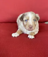 Levi, a male Australian Shepherd for sale in Rustburg, VA – Photo 4 of 6