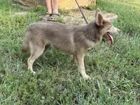 Blu, a male Pomsky for sale in Rustburg, VA – 3 of 8