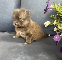 Rocko, a male Pomsky for sale in Rustburg, VA – 4 of 7