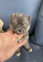 Rocko, a male Pomsky for sale in Rustburg, VA – 3 of 7
