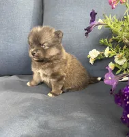 Rocko, a male Pomsky for sale in Rustburg, VA – 6 of 7