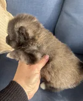 Rocko, a male Pomsky for sale in Rustburg, VA – 5 of 7