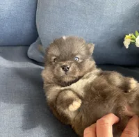 Rocko, a male Pomsky for sale in Rustburg, VA – 2 of 7