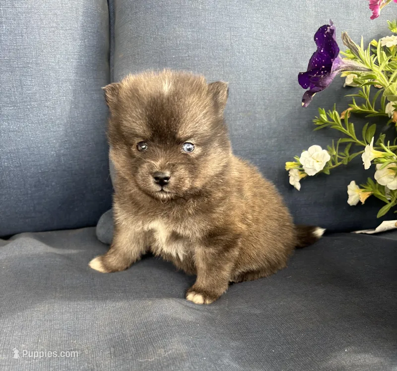 Rocko – Pomsky puppy for sale in Rustburg, VA