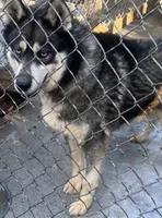 Husky brother and sister, a female Siberian Husky for sale in Rustburg, VA – 2 of 2