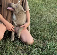 Blu, a male Pomsky for sale in Rustburg, VA – 4 of 5