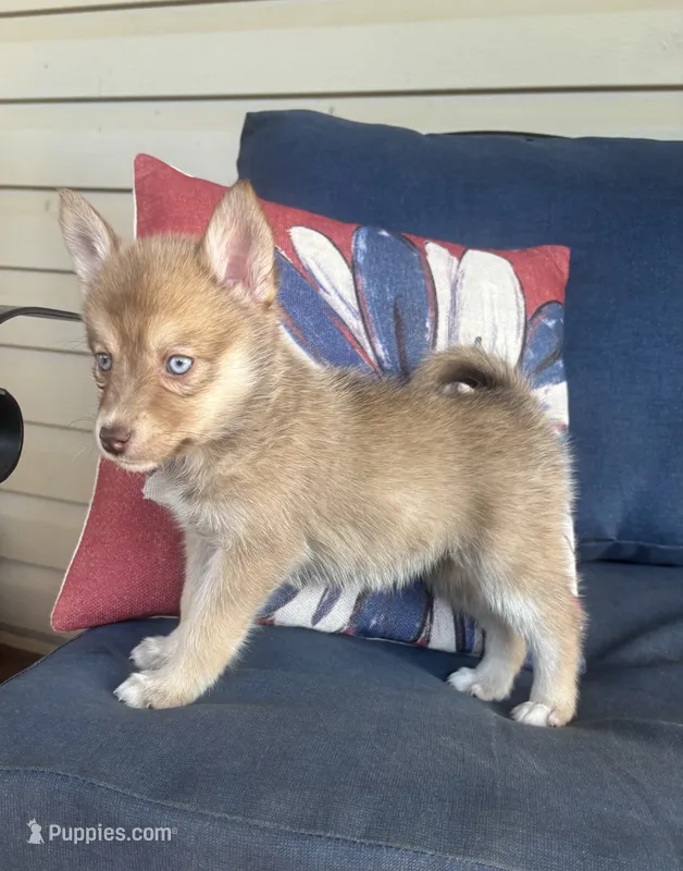 Sidney – Pomsky puppy for sale in Rustburg, VA