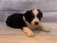 Marco, a male Australian Shepherd for sale in Rustburg, VA – Photo 3 of 7
